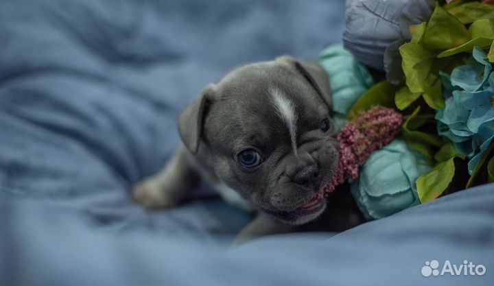 Французский бульдог