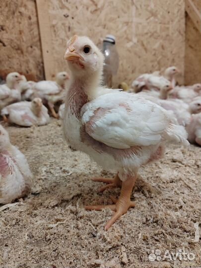Цыплята бройлеры Кобб-500 18 суток