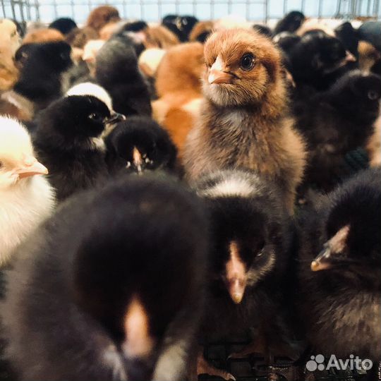 Цыплята суточные и подрощенные