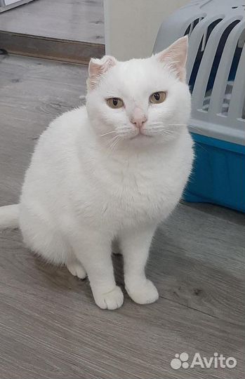 Кошка в добрые руки отдам бесплатно