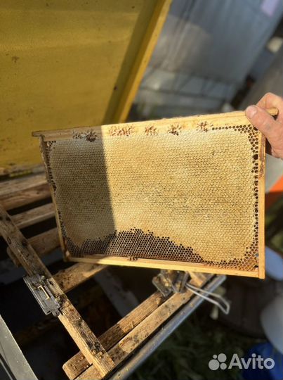 Майский Мед 2023