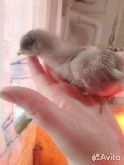 Цыплята брама