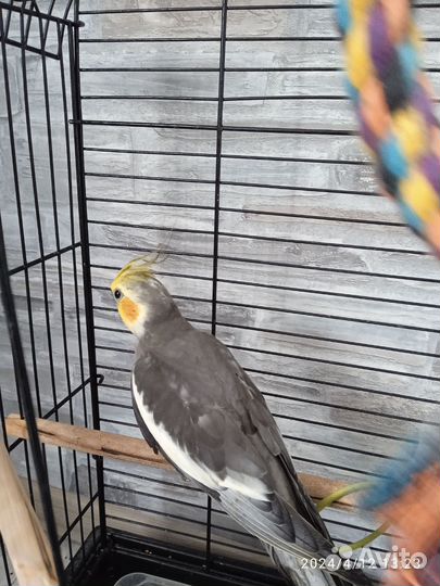 Попугай корелла