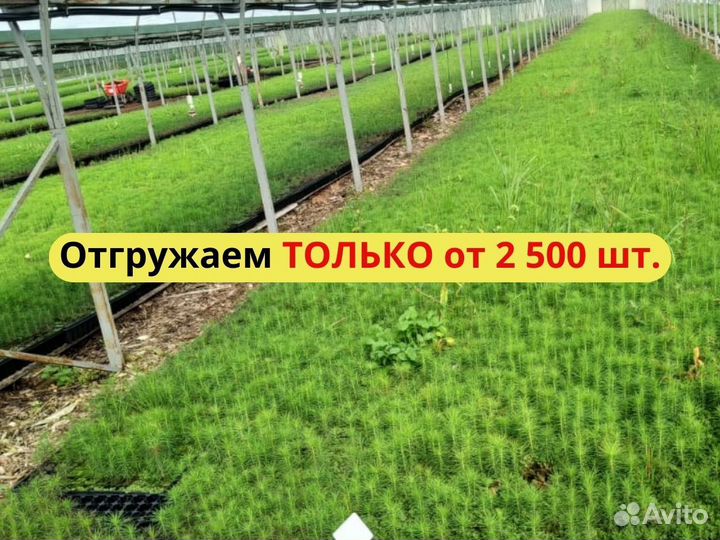 Сеянцы ели европейской окс