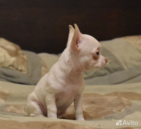 Чихуахуа мини девочка