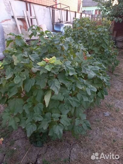 Саженцы черной смородины