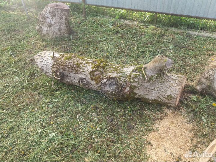 Ствол дерево крец.орех