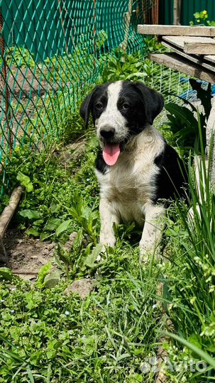 Щенок мальчик