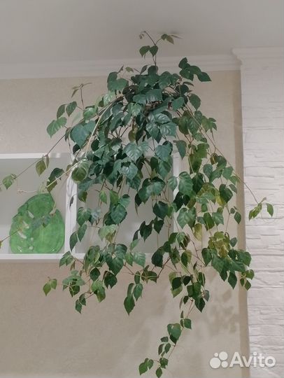 Березка - Роициссус