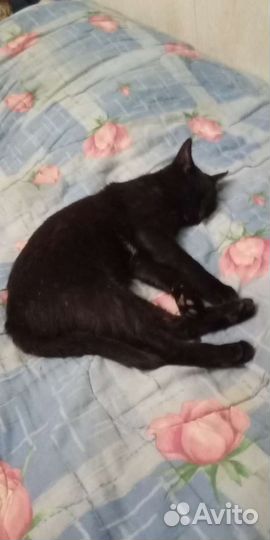 Котик в добрые руки