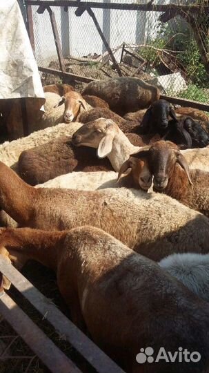 Овцы Бараны Эдильбаевские