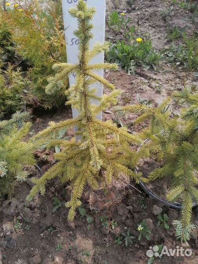 Ель колючая голубая 