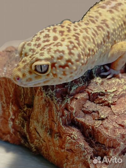 Ящерица эублефар