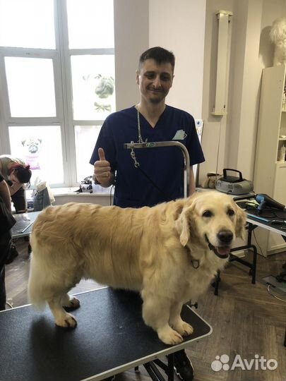 Груминг/стрижка собак и кошек