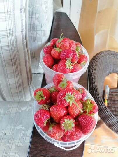 Клубника ремонтантная