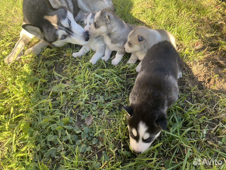 Щенки сибирской хаски