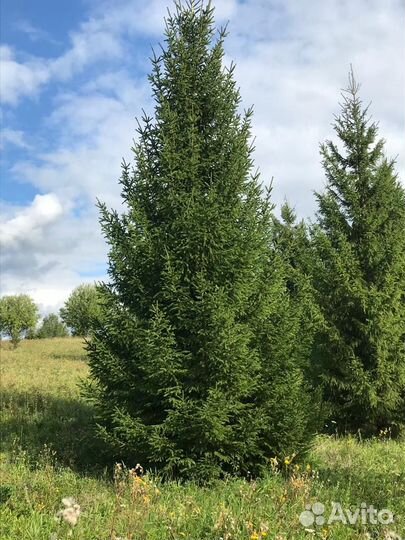 Ели крупномеры