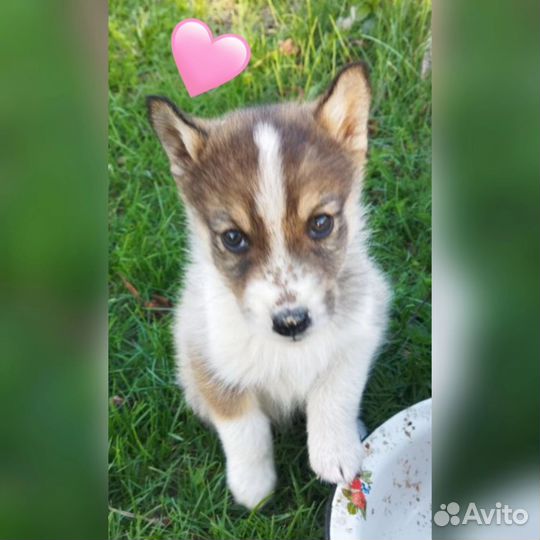 Щенки бесплатно