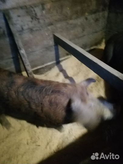 Рабочий хряк