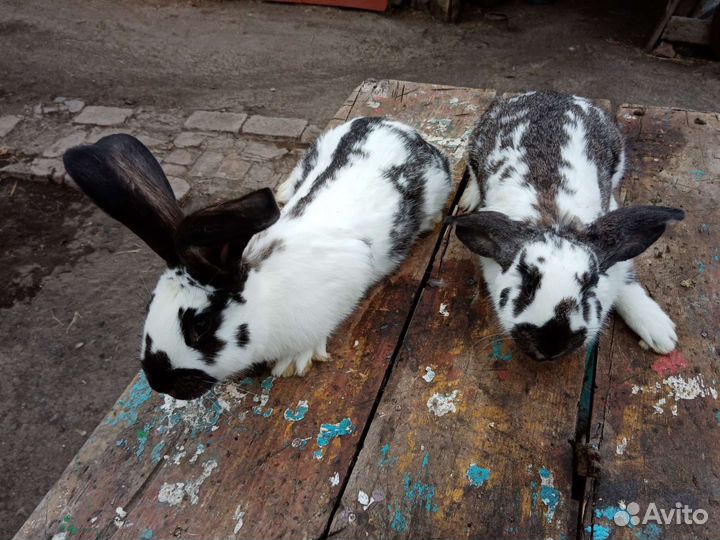 Кролики помесь Строкач с французским бараном