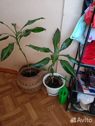 Пальма драцена