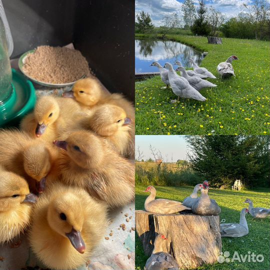 Утки мускусные тяжелая линия