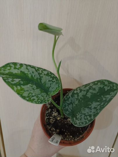 Сциндапсус Треби, пятнистый Аргиреус