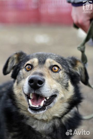 Мухтар в дом