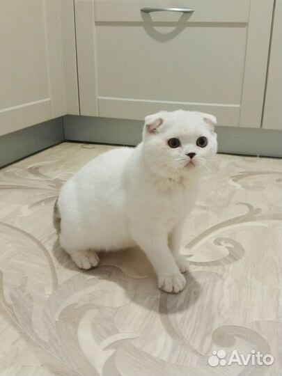 Шотландский вислоухий котик