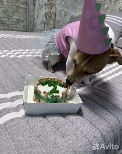 Торты для собак и кошек