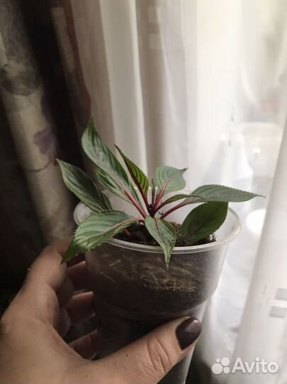 Бальзамины новогвинейский и белый махровый