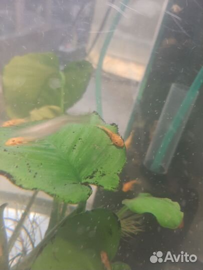 Присоски анциструсы