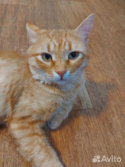 Золотой кот в добрые руки