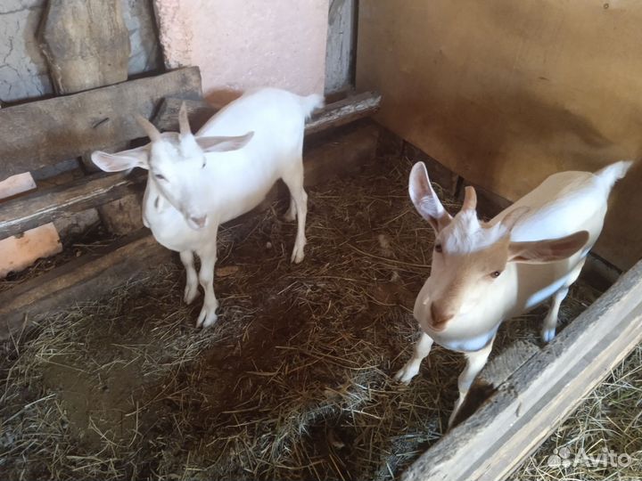 Козы и козлята