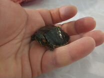 Красноухая черепаха с аквариумом (с подсветкой)