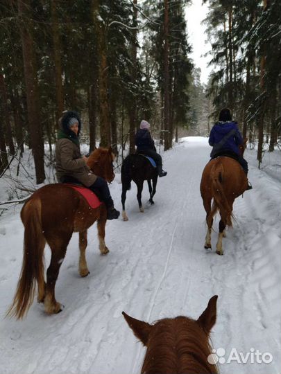 Конные прогулки Одинцово