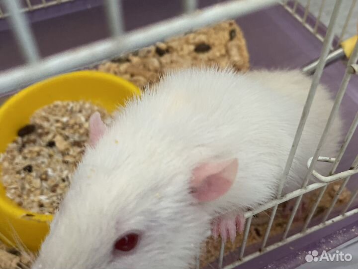 Крыса с клеткой бесплатно