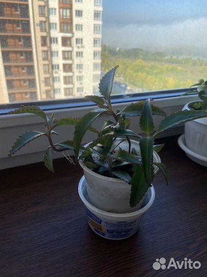 Каланхоэ лечебное