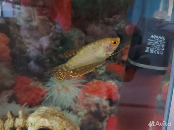 Аквариум с рыбками