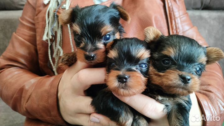 Йоркширский терьер мини