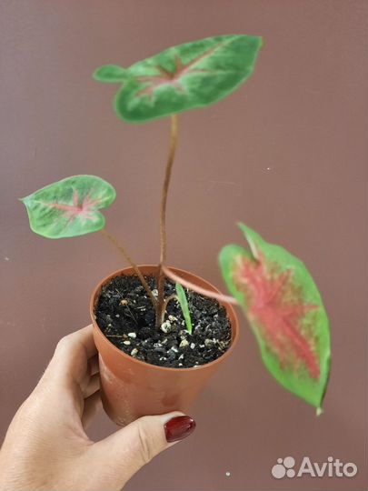 Филодендроны, каладиум, эпифиллум