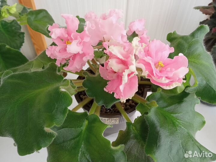 Сортовые фиалки