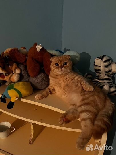 Шатланский вислоухий кот