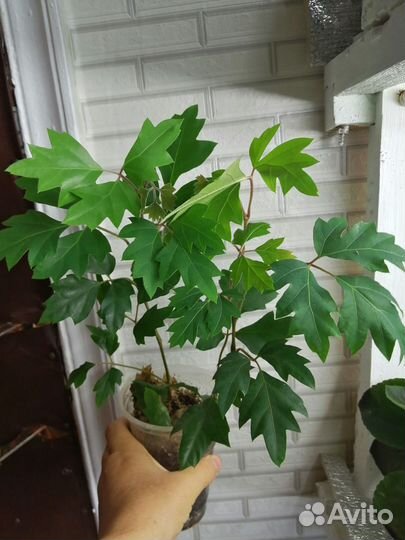 Комнатные растения