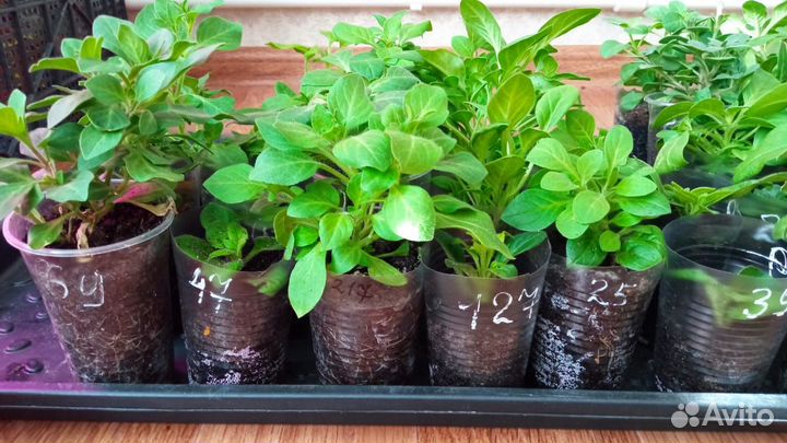 Черенки вегетативной петунии