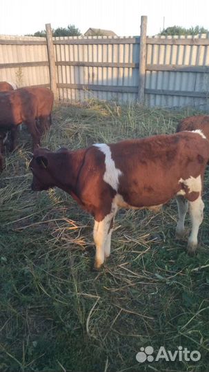Бычки 3-5 месячные