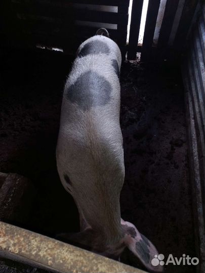 Свиньи живым весом