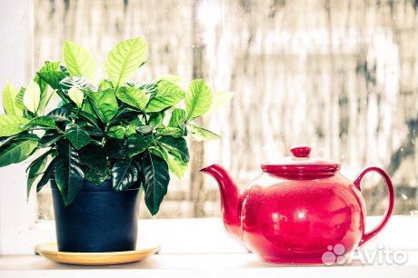 Чайное дерево