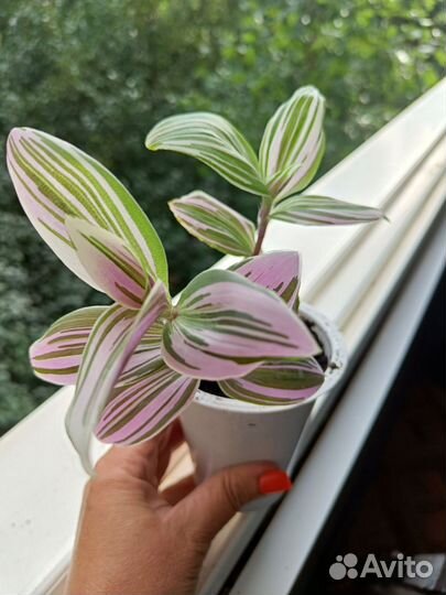 Традесканция розовая