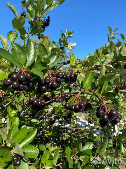 Черноплодная рябина ягоды